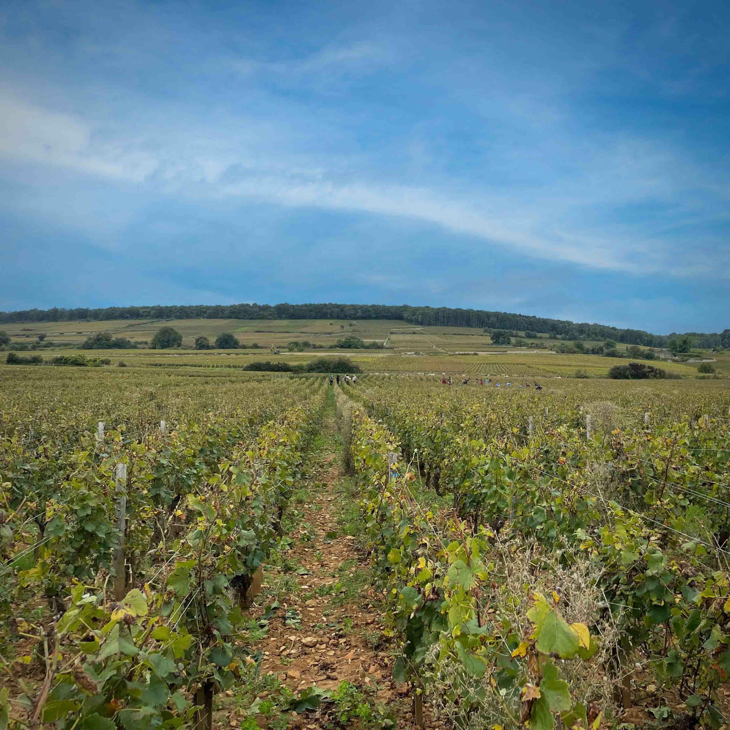 Parcelle de Ladoix Les Chaillots, Château de Meursault